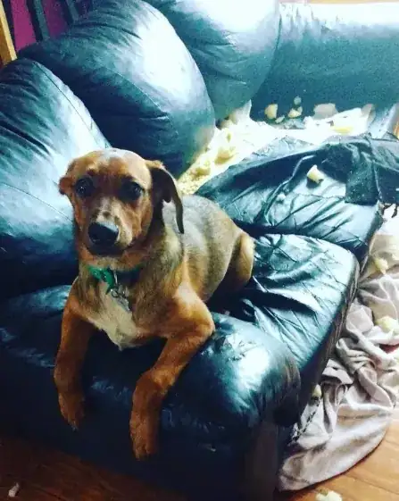 Our adolescent dog sitting on a leather couch he has torn open, with stuffing all over the cushions